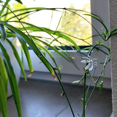Kempten Mit Bauernhof-Flair Buitenkant foto