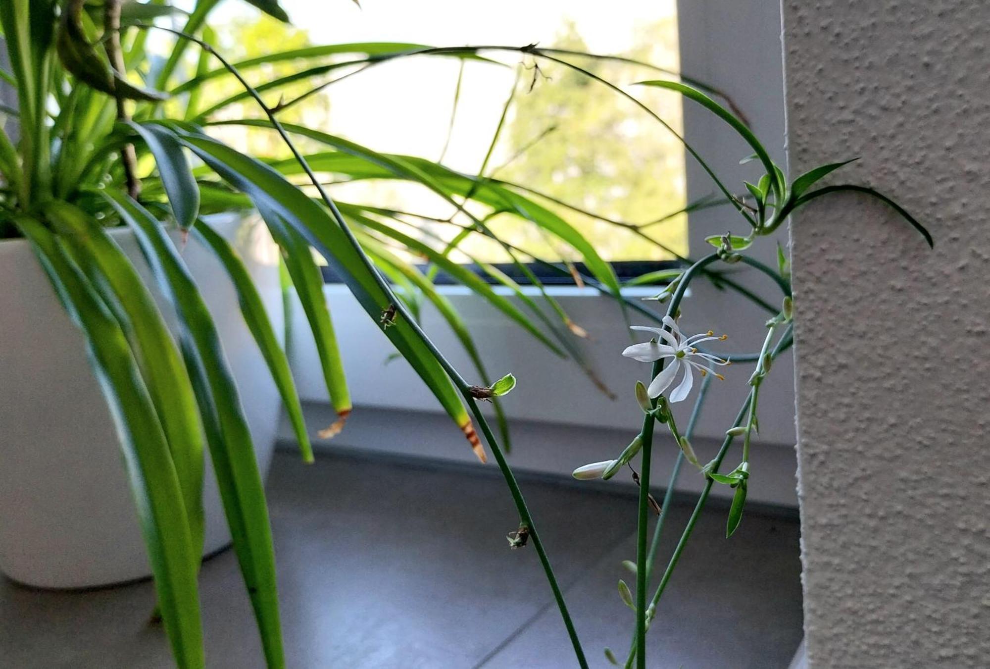 Kempten Mit Bauernhof-Flair Buitenkant foto